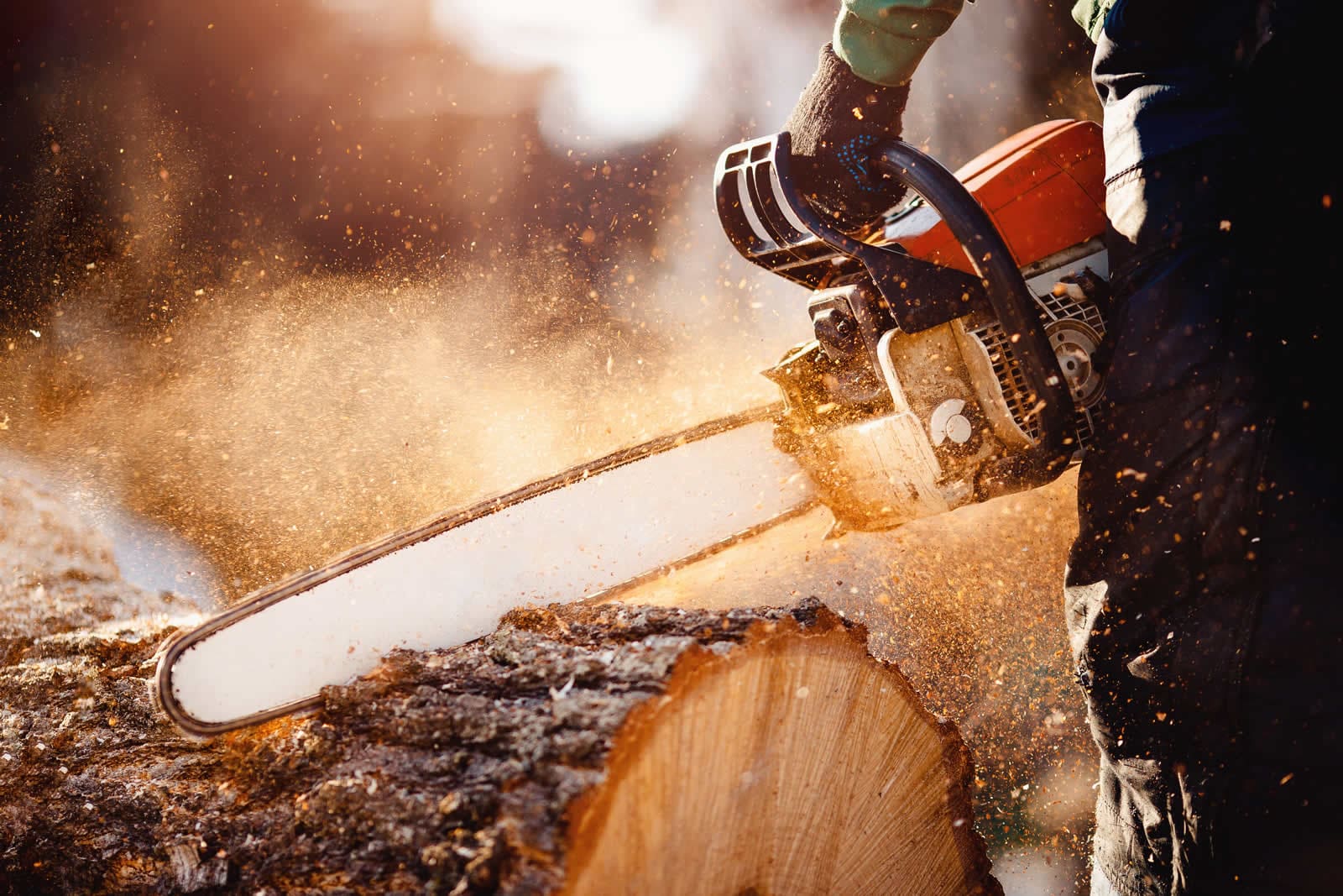 Alaska Tree Removal
